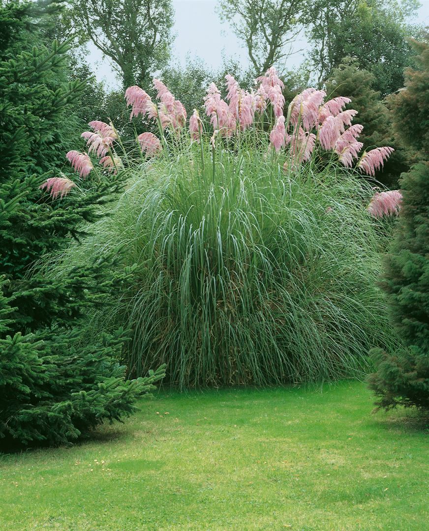 Cortaderia selloana 'Rosea', Pampasgras, rosa, 3-5 Liter Container 