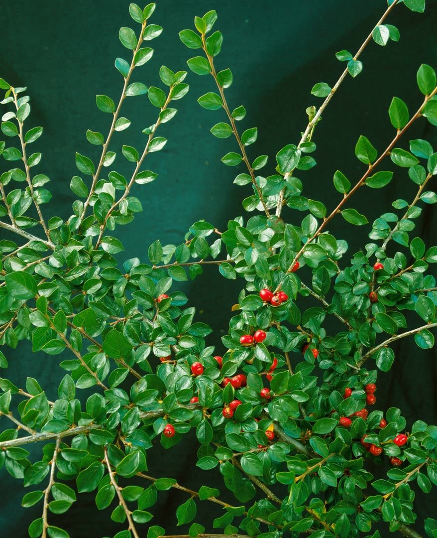 Cotoneaster divaricatus, Strauchmispel, 40&ndash;60 cm 