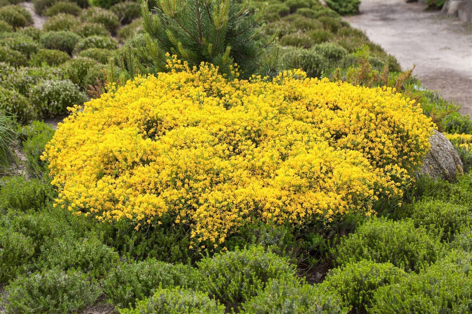 Cytisus beanii, Ginster, gelb, 30&ndash;40 cm 