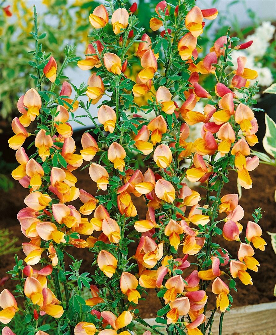 Cytisus scoparius 'Apricot Gem', Besenginster, apricot, 60&ndash;80 cm 