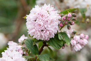 Deutzia hybrida 'Pink Pom-Pom', Maiblumenstrauch, rosa, 60–100 cm 