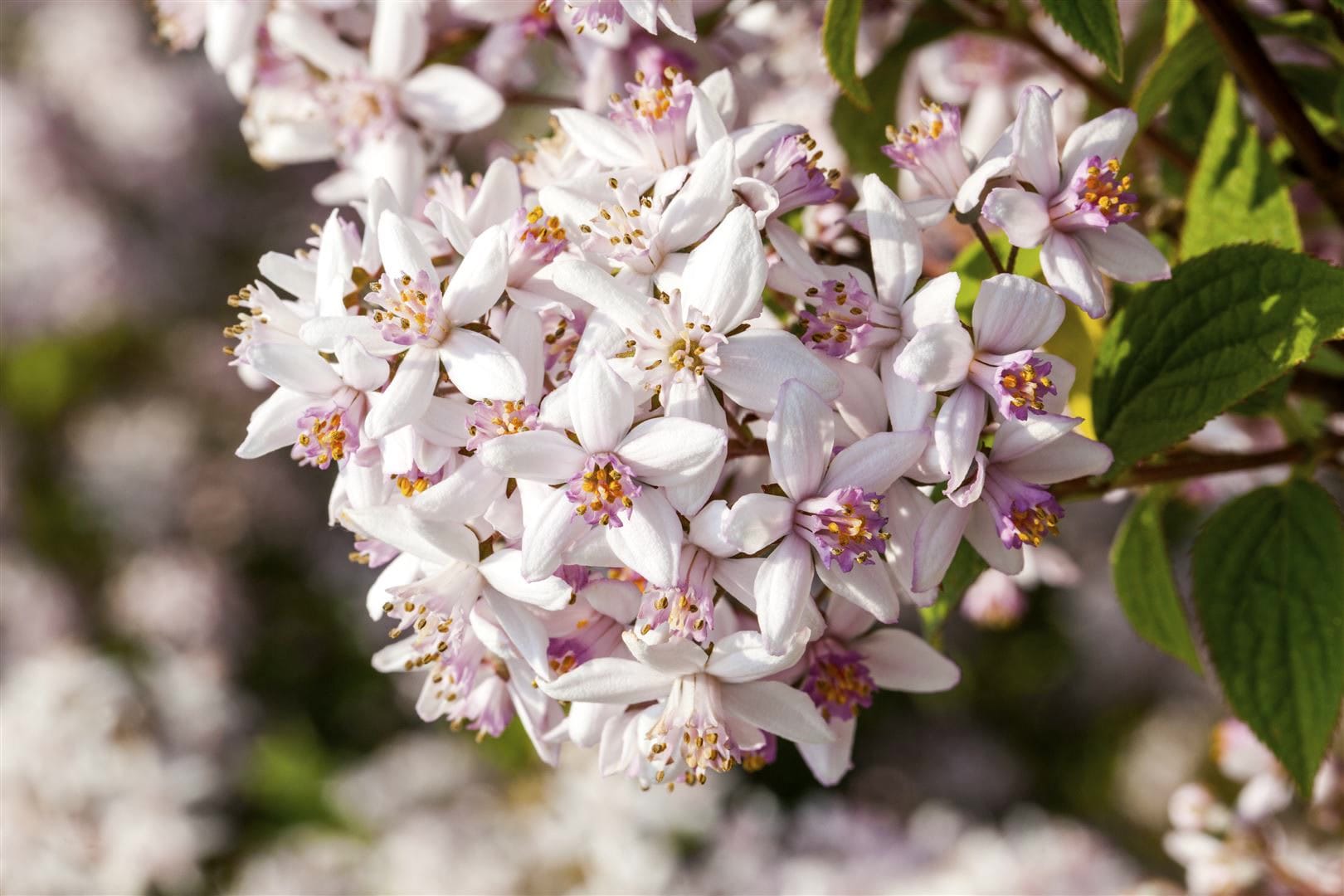 Deutzia rosea 'Yuki Snowflake', Maiblumenstrauch, wei&szlig;, 40&ndash;60 cm 