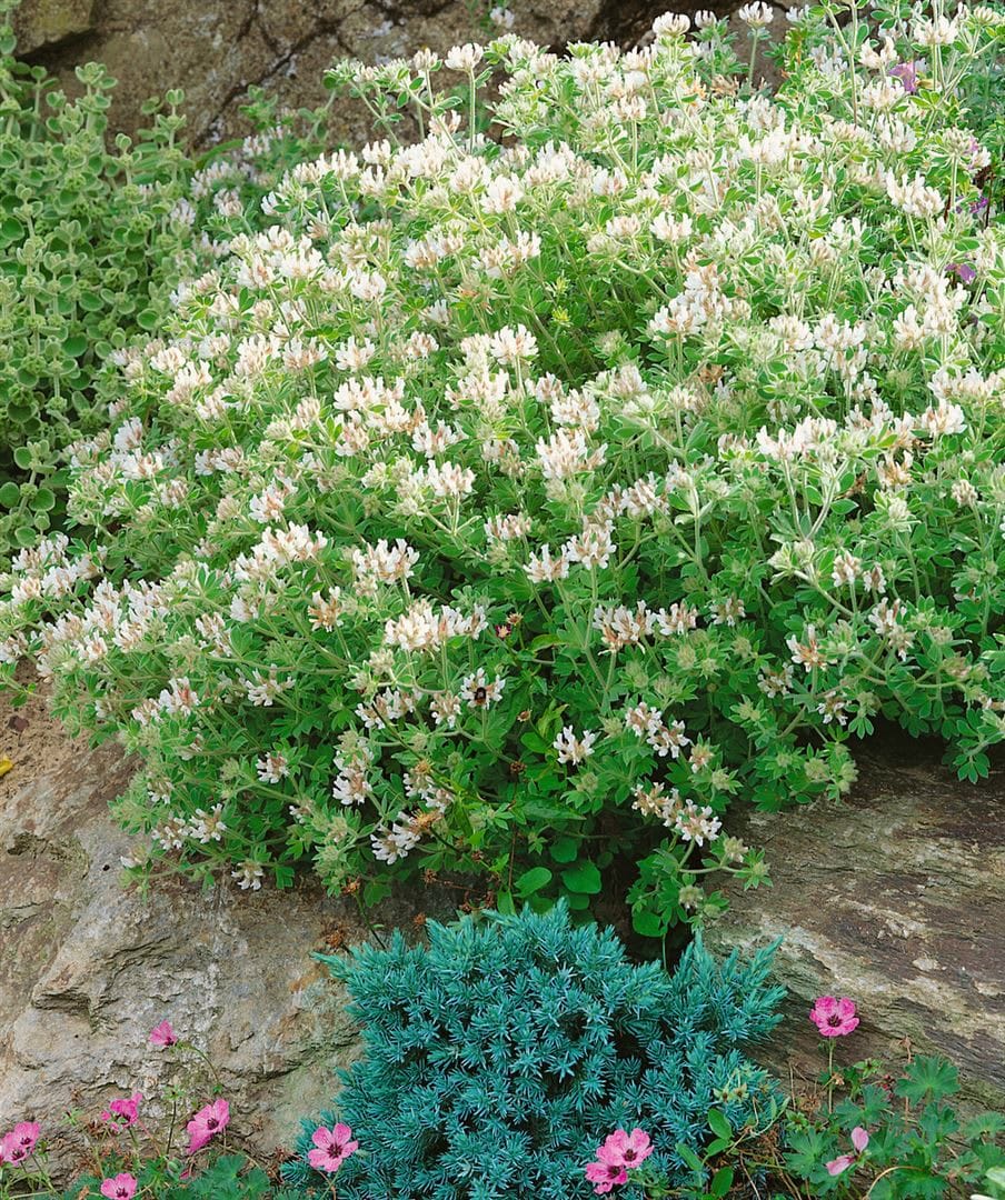 Dorycnium hirsutum, Behaarter Backenklee, 2 Liter Container 
