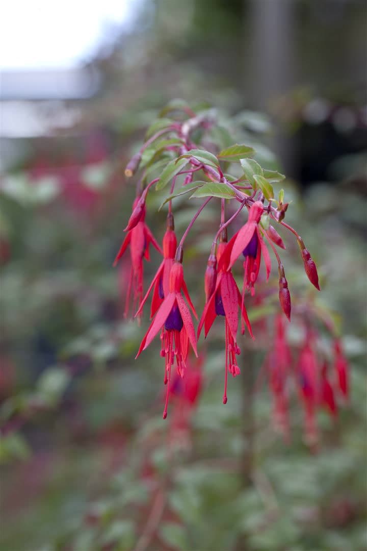 Fuchsia magellanica 'Riccartonii', winterhart, rot-violett, 30&ndash;40 cm 