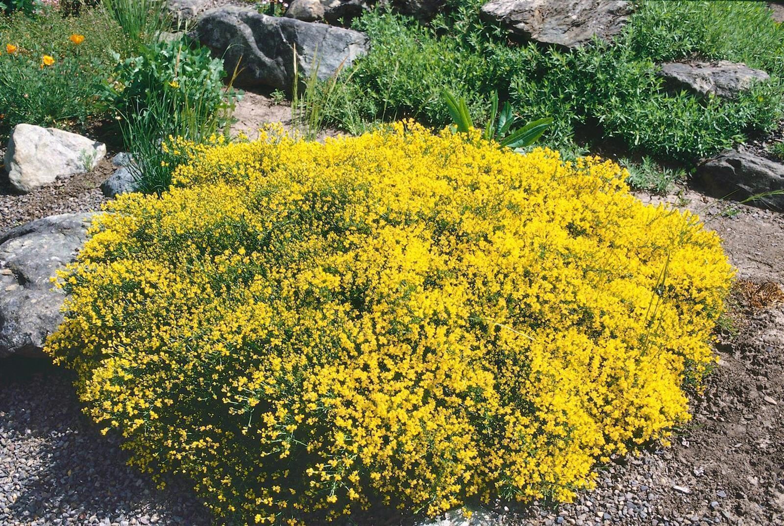 Genista pilosa, Besen-Ginster, gelb, 20&ndash;30 cm 