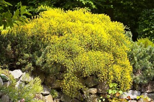 Genista pilosa 'Vancouver Gold', Ginster, leuchtend gelb, 20–30 cm 