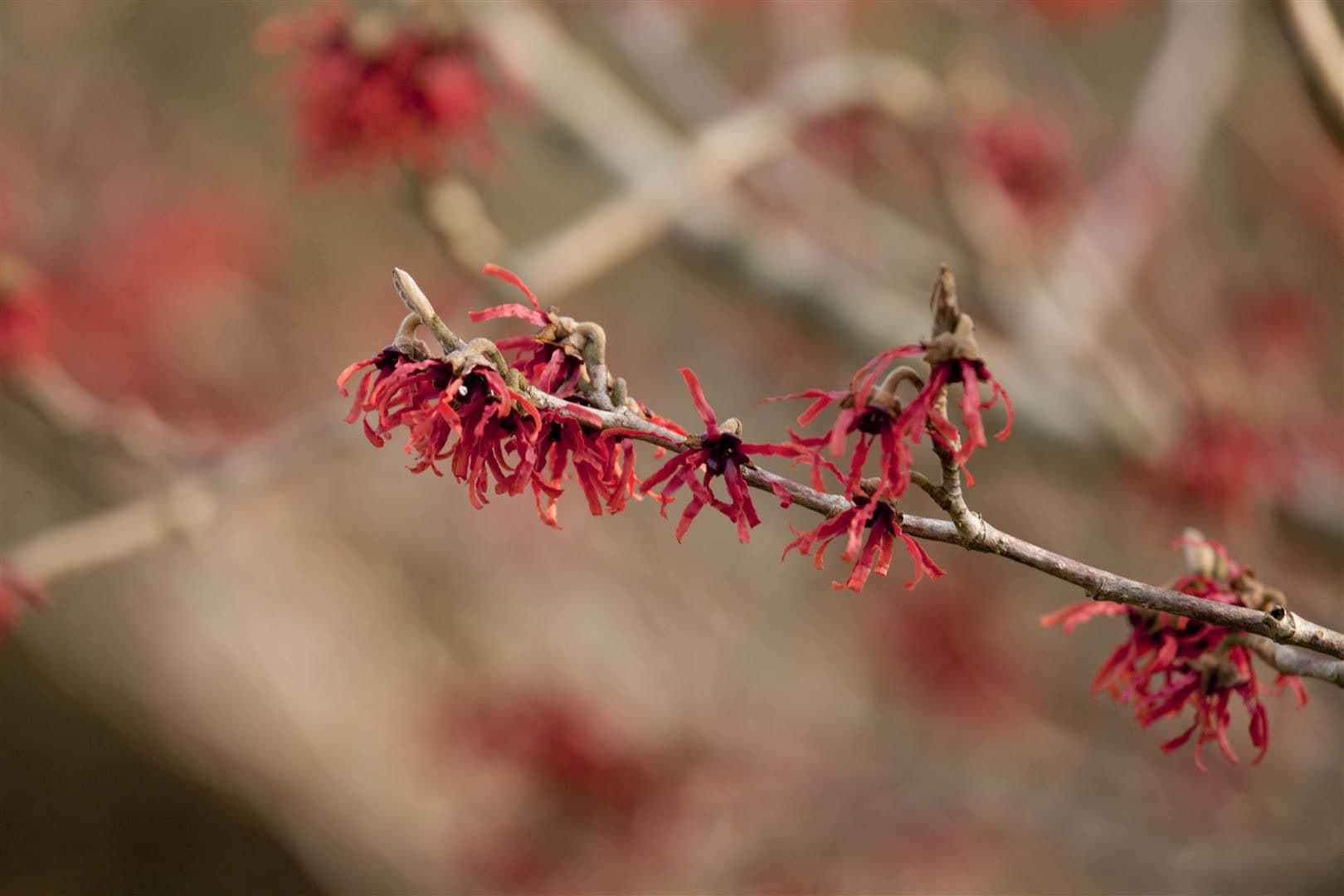 Hamamelis intermedia 'Ruby Glow', Zaubernuss, rot, 60&ndash;80 cm 