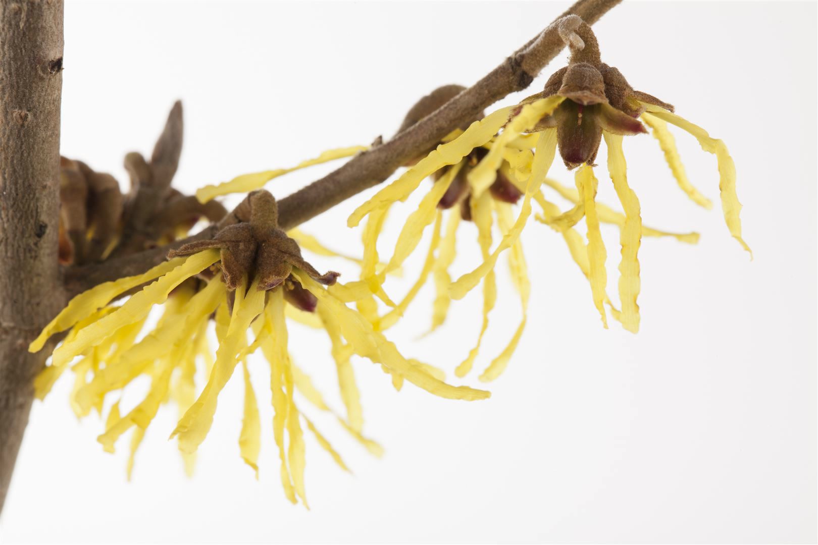 Hamamelis intermedia 'Pallida', Zaubernuss, gelb, 60&ndash;80 cm 