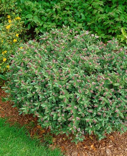 Hebe albicans, Strauchveronika, silbrig-grün, ca. 10 cm Topf 