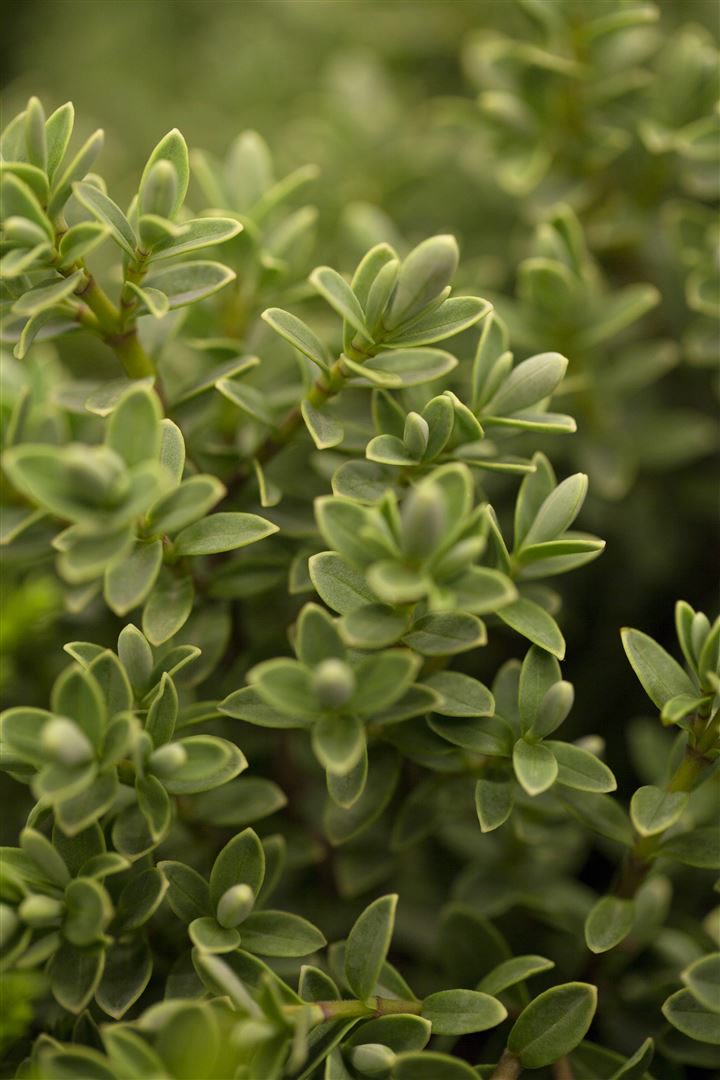 Hebe 'Green Globe', Strauchveronika, kompakt, 12&ndash;15 cm 