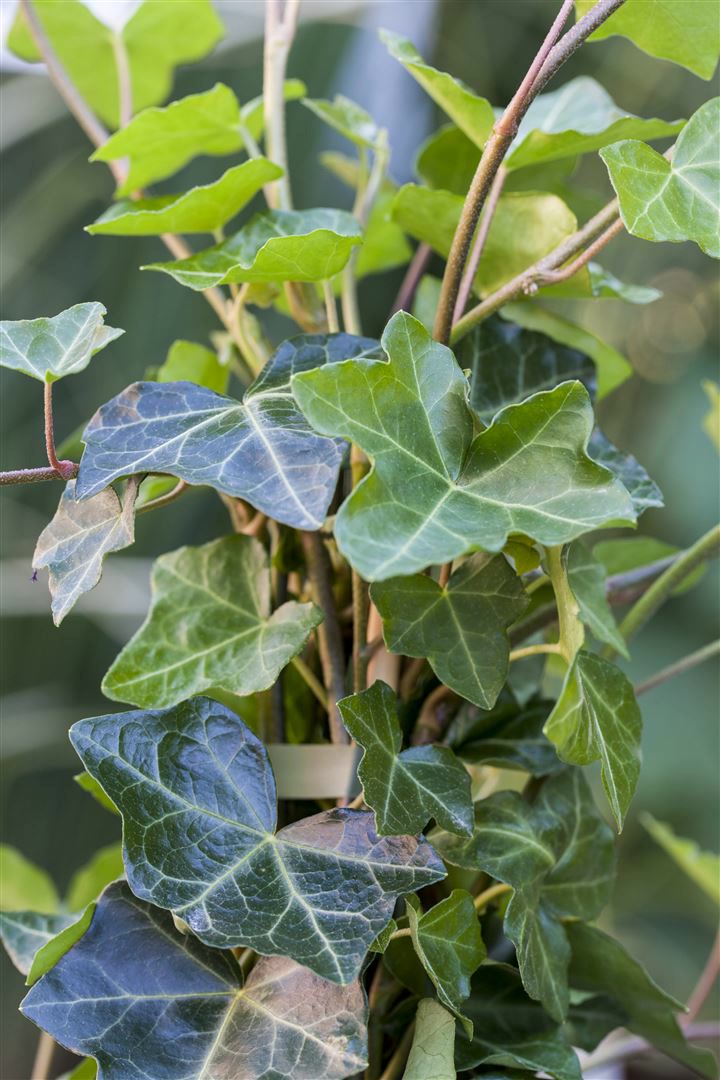 Hedera helix 'Hibernica', Irischer Efeu, 150&ndash;200 cm 
