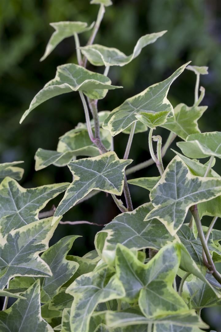 Hedera helix 'Little Diamond', Efeu, gr&uuml;n-wei&szlig;, ca. 9x9 cm Topf 