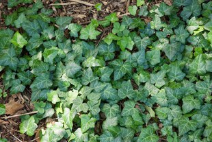 Hedera helix 'Spetchley', Efeu, kompakt, 20–25 cm 