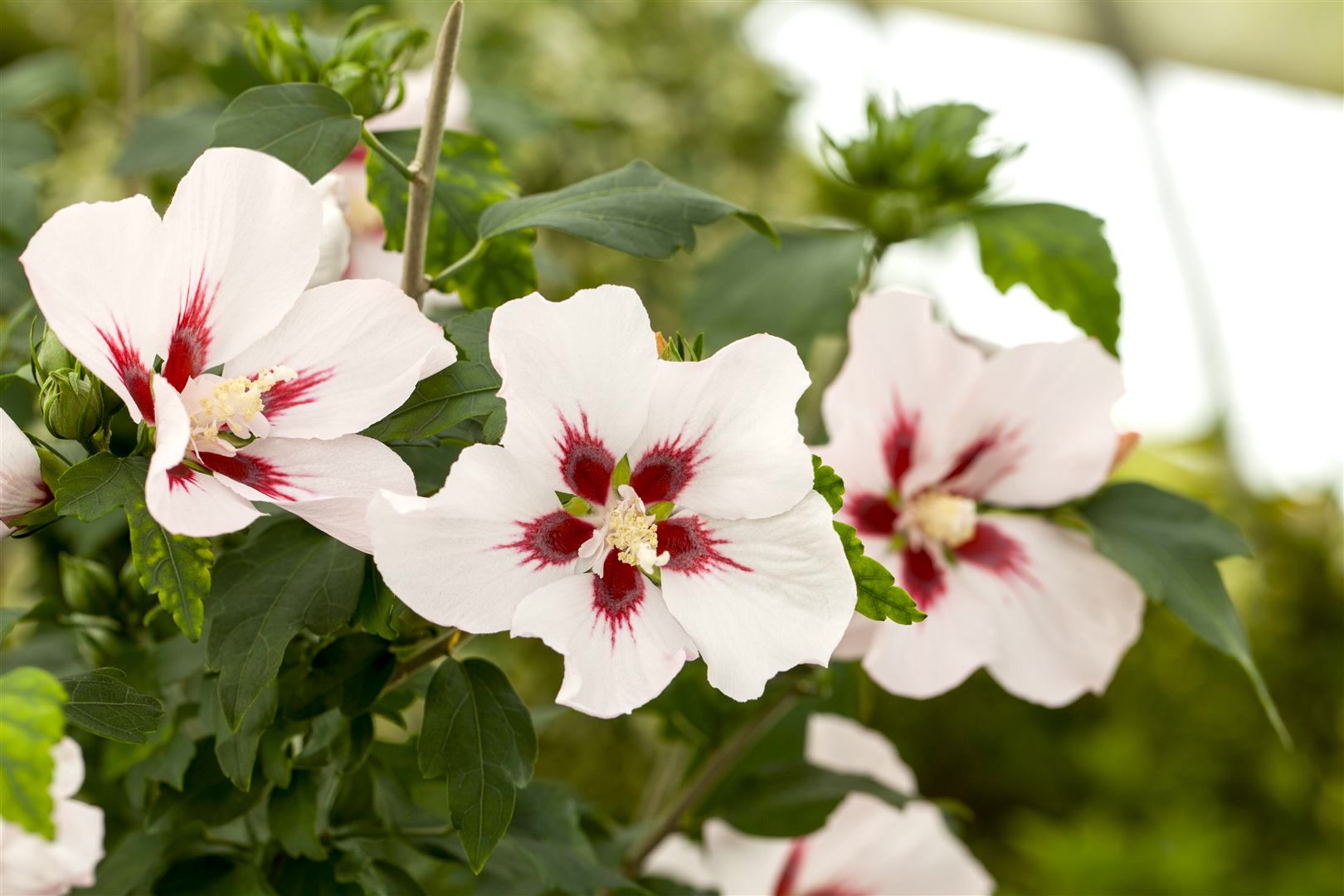 Hibiscus syriacus 'Hamabo', Roseneibisch, rosa Bl&uuml;ten, 80&ndash;100 cm 