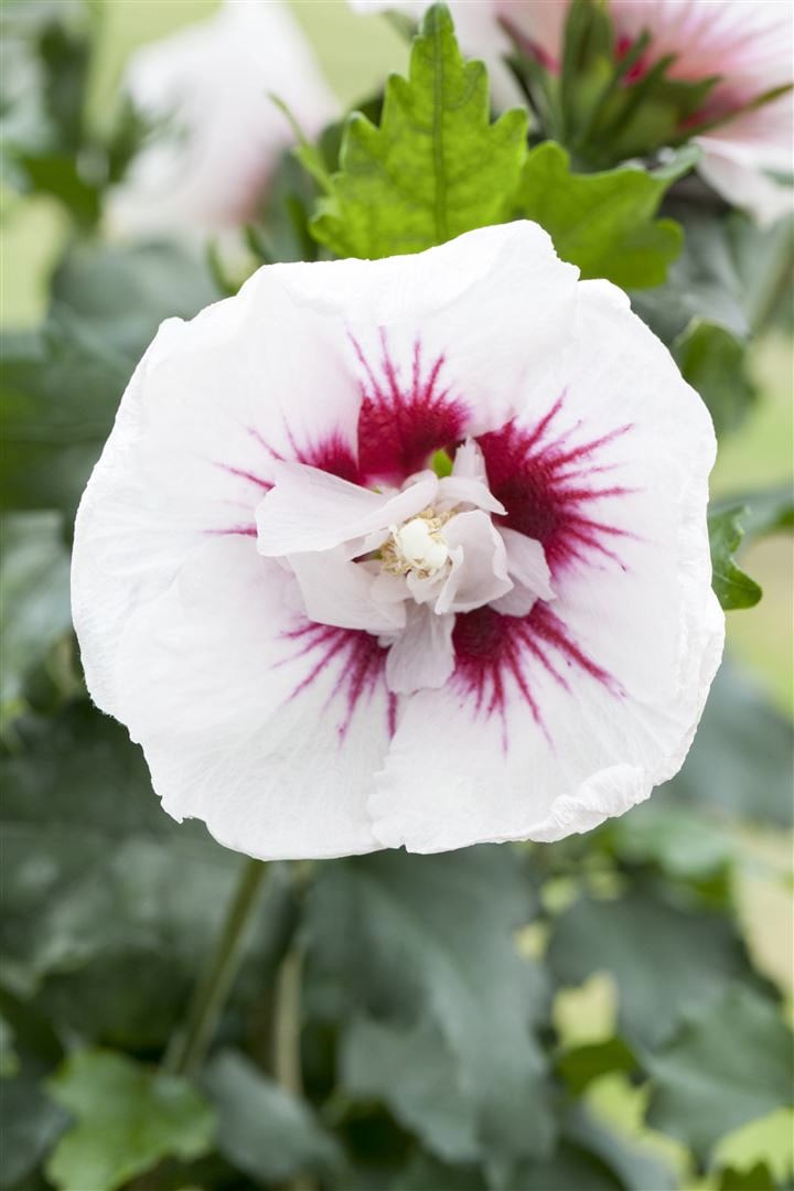 Hibiscus syriacus 'Lady Stanley', Roseneibisch, rosa-wei&szlig;, 60&ndash;80 cm 