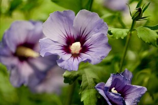 Hibiscus syriacus 'Marina', Gartenhibiskus, blau, 60–80 cm 
