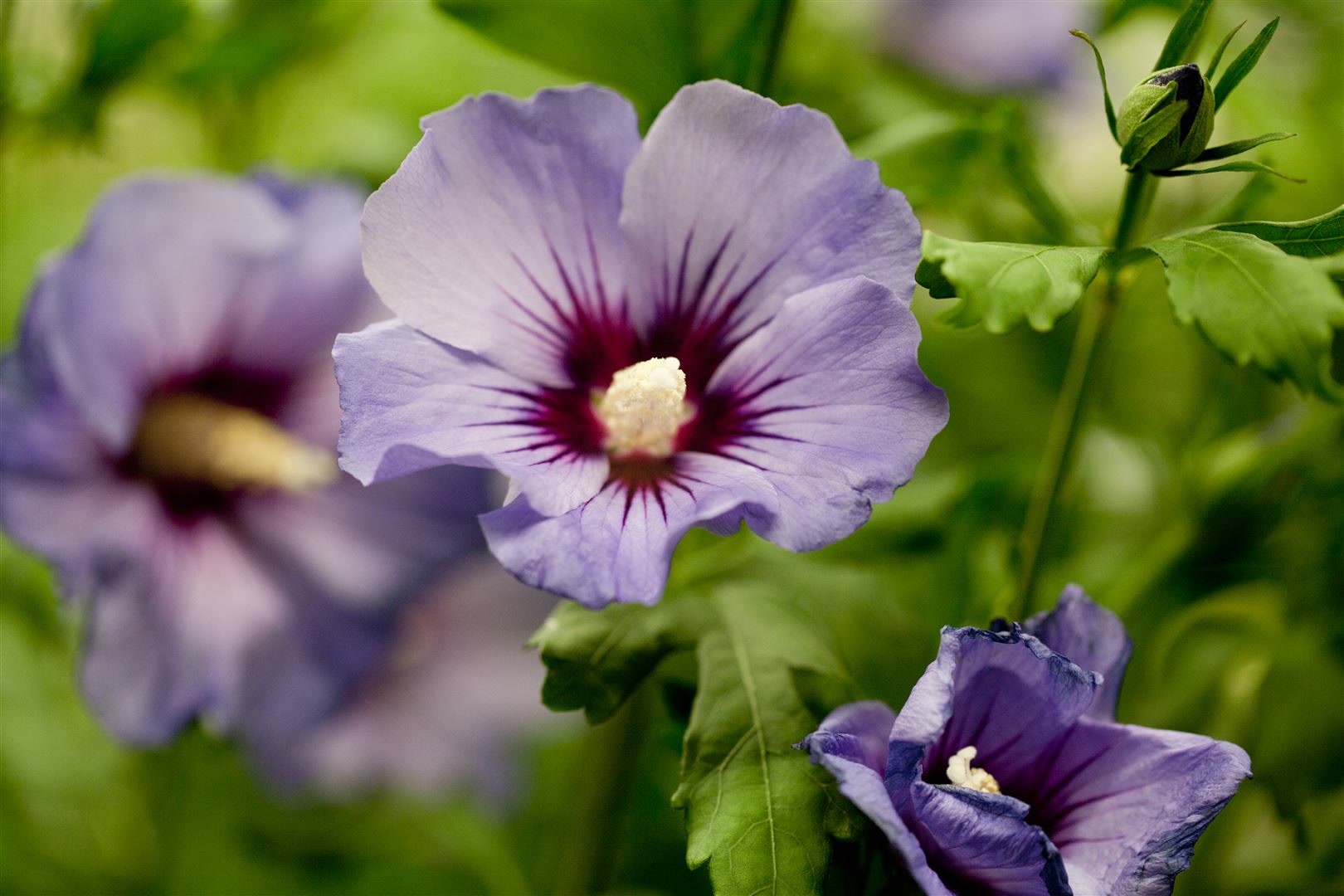 Hibiscus syriacus 'Marina', Gartenhibiskus, blau, 80&ndash;100 cm 