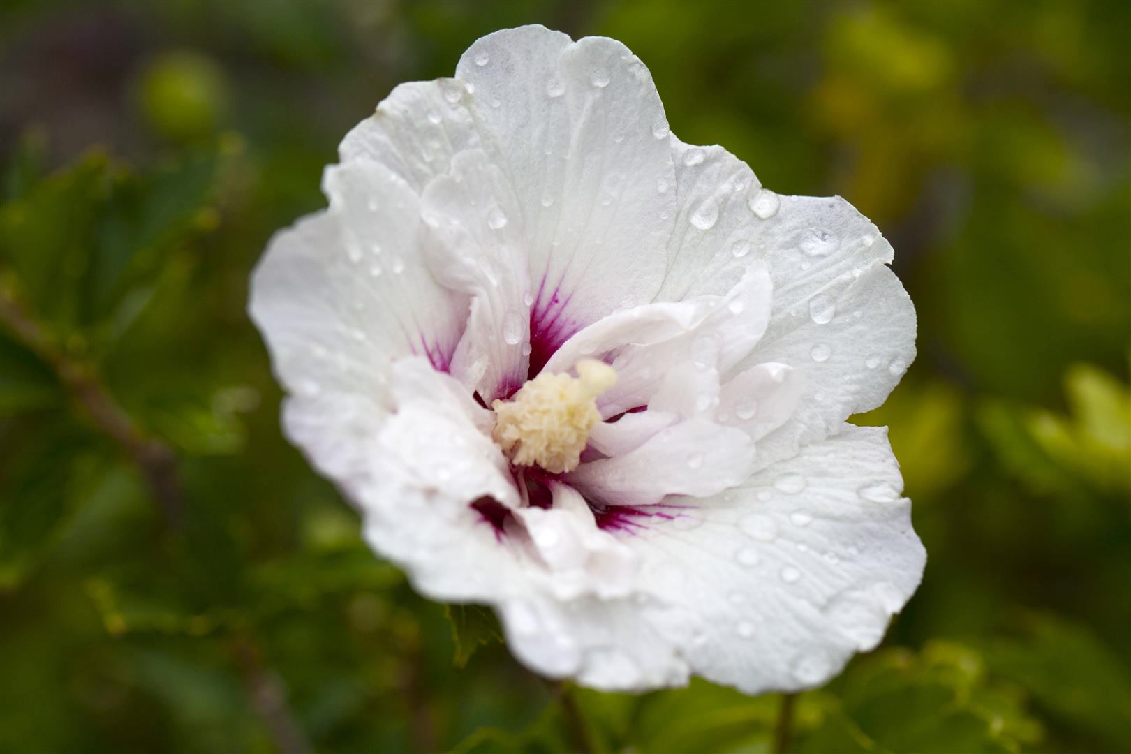 Hibiscus syriacus 'Pinky Spot', Roseneibisch, rosa, 80&ndash;100 cm 