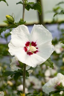 Hibiscus syriacus 'Red Heart', Gartenhibiskus, weiß-rot, 60–80 cm 