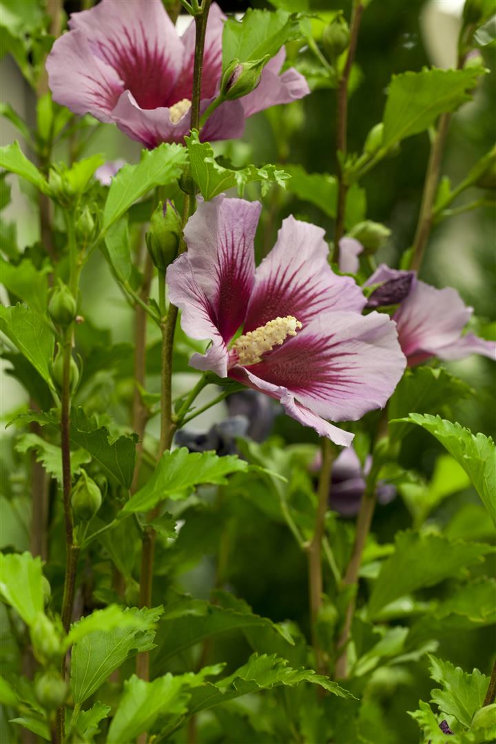 Hibiscus syriacus 'Russian Violet', Gartenhibiskus, violett, 60&ndash;80 cm 