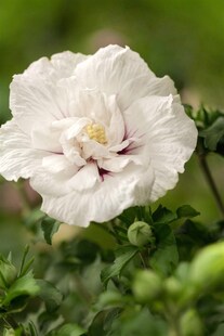 Hibiscus syriacus 'White Chiffon', Gartenhibiskus, weiß, 60–80 cm 