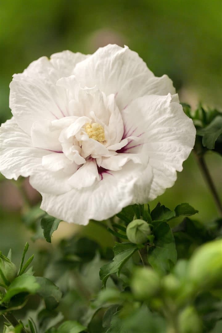 Hibiscus syriacus 'White Chiffon', Gartenhibiskus, wei&szlig;, 80&ndash;100 cm 