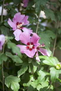 Hibiscus syriacus 'Woodbridge', Roseneibisch, rosa Blüten, 80–100 cm 