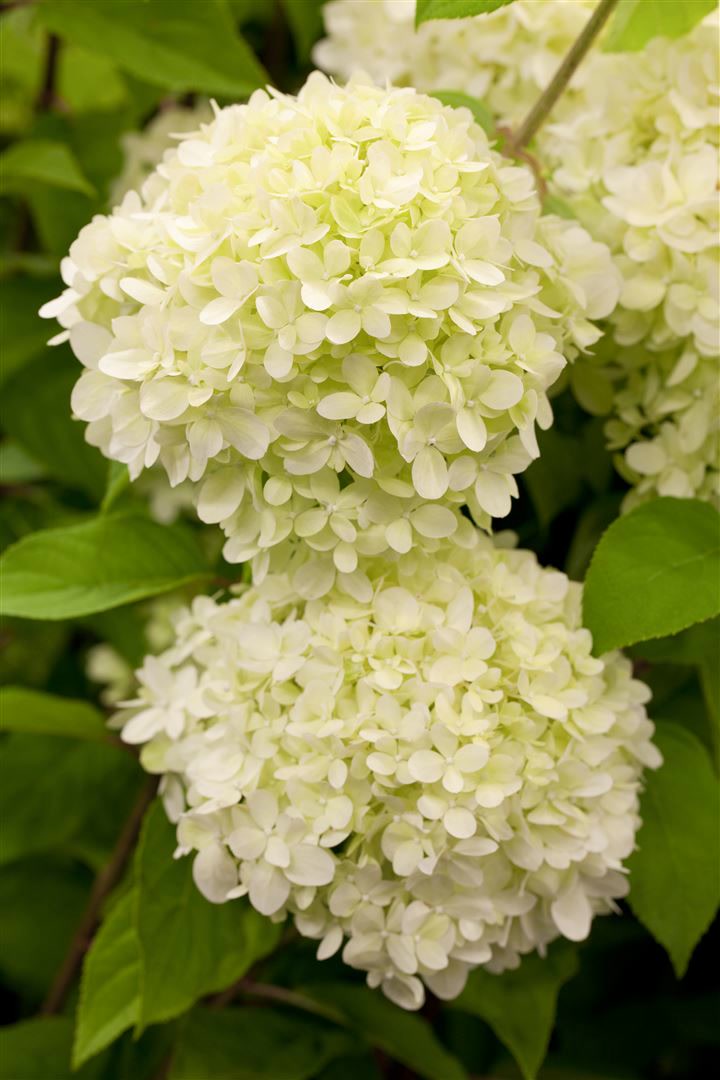Hydrangea paniculata 'Limelight' -S-, Rispenhortensie, gr&uuml;nlich-wei&szlig;, 80&ndash;100 cm 
