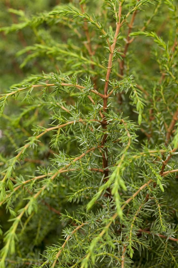Juniperus communis 'Hibernica', S&auml;ulenwacholder, 125&ndash;150 cm 