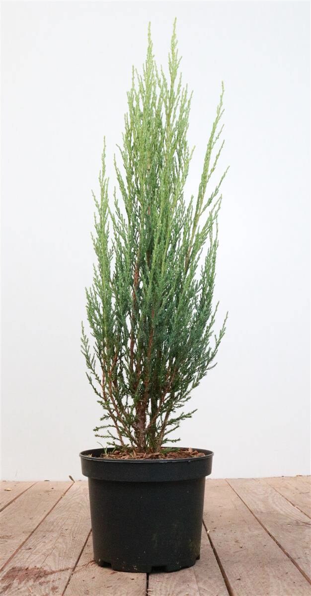 Juniperus scopulorum 'Blue Arrow', S&auml;ulenwacholder, blaugr&uuml;n, 40&ndash;60 cm 