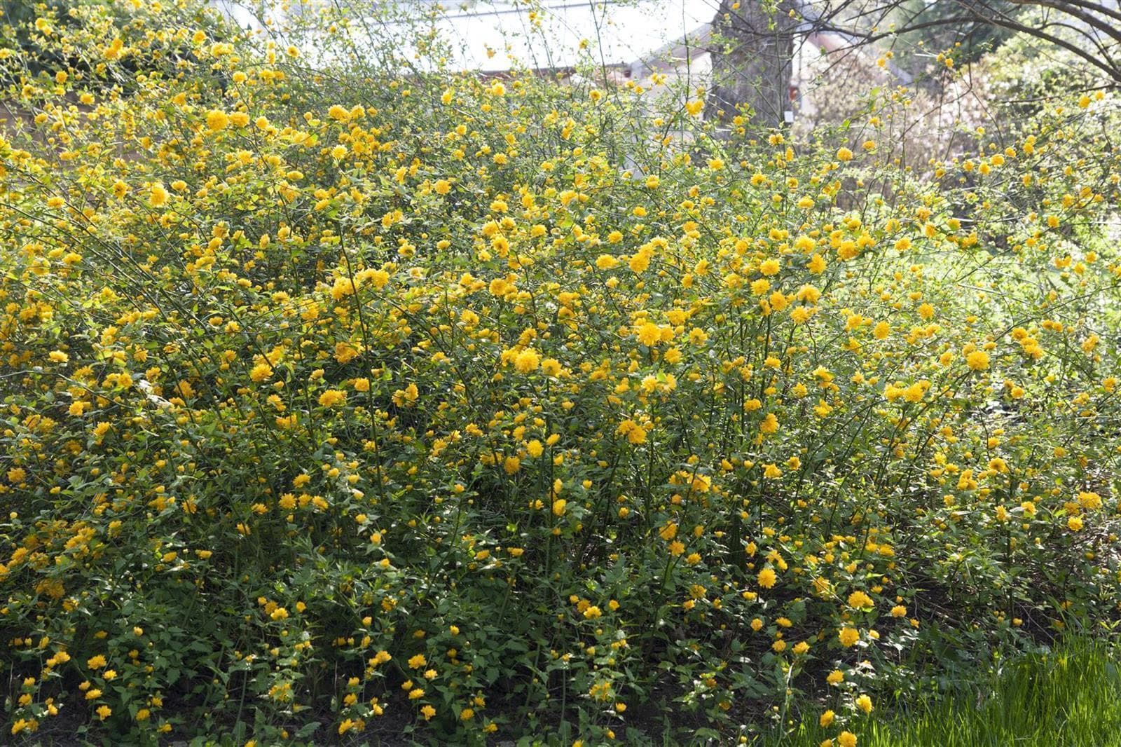Kerria japonica, Japanische Kerrie, gelb, 80&ndash;100 cm 