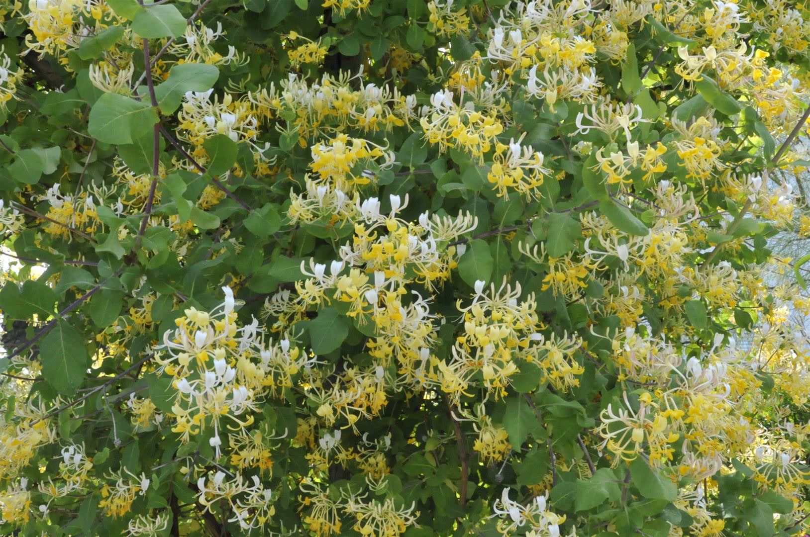 Lonicera japonica 'Halliana', Japanische Gei&szlig;schlinge, cremewei&szlig;, 150&ndash;200 cm 