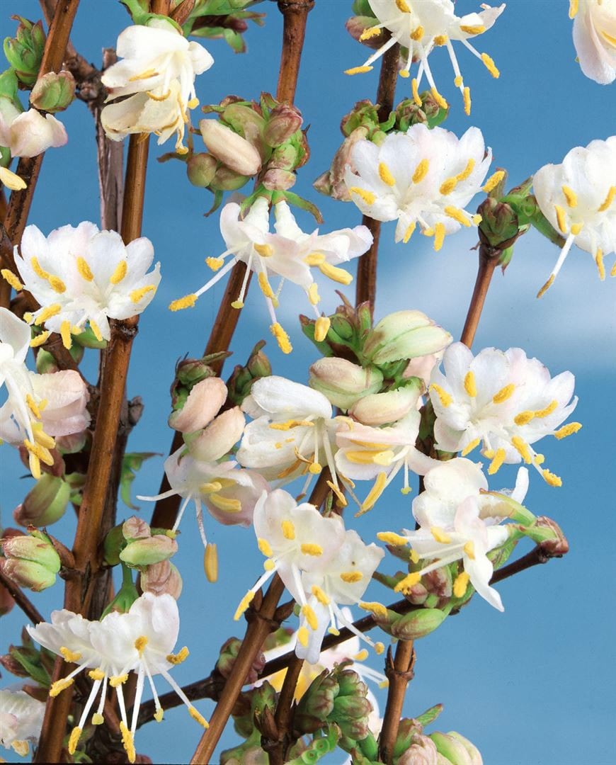 Lonicera purpusii 'Winter Beauty', Duft-Heckenkirsche, cremewei&szlig;, 40&ndash;60 cm 