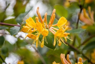 Lonicera tellmanniana, Geißblatt, orange-gelb, 150–200 cm 