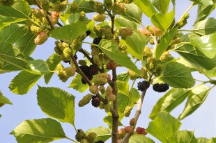 Morus nigra, Schwarze Maulbeere, 60–80 cm 