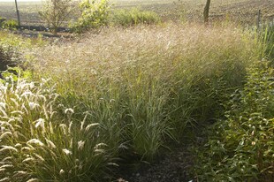 Panicum virgatum 'Shenandoah', Rutenhirse, rot-grün, 3-5 Liter Container 