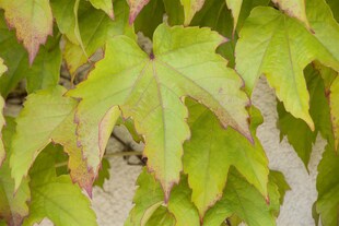 Parthenocissus tricuspidata 'Veitchii', Wilder Wein, 100–150 cm 