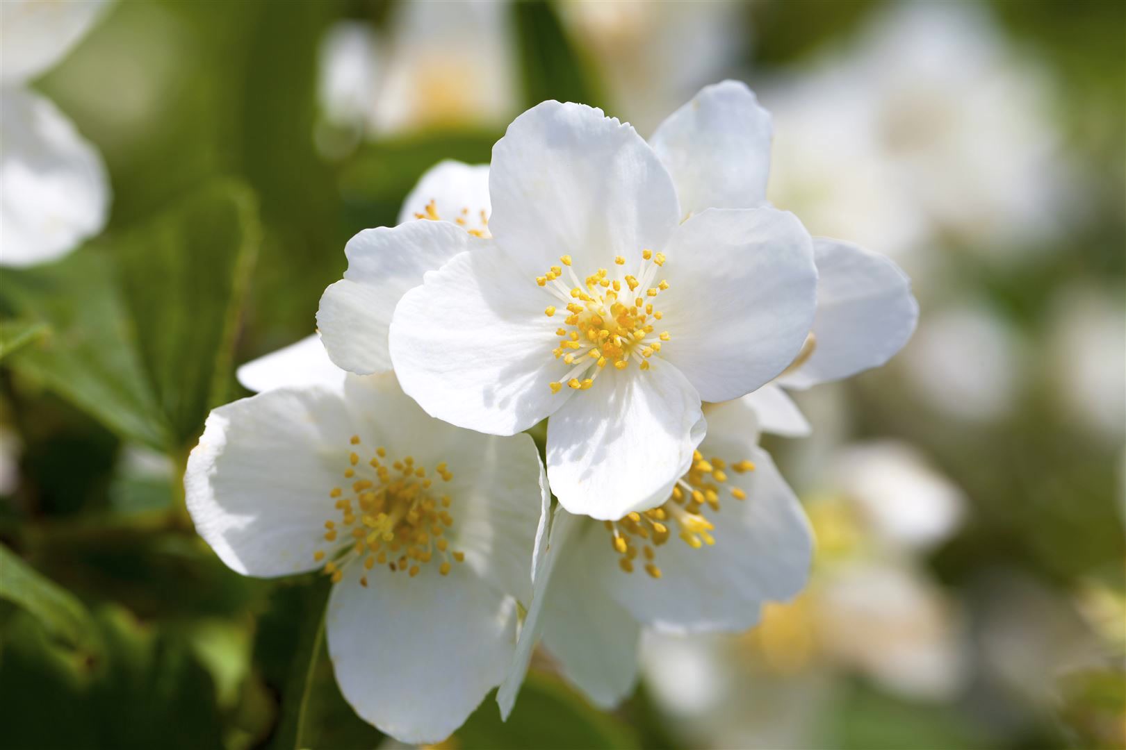Philadelphus coronarius, Duftjasmin, wei&szlig;, 60&ndash;100 cm 