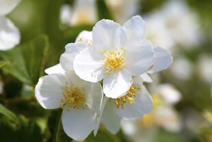 Philadelphus coronarius, Duftjasmin, weiß, 60–100 cm 