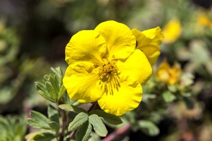 Potentilla 'Goldfinger', Fingerstrauch, gelb, 30–40 cm 