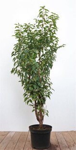 Prunus lusitanica, Portugiesischer Lorbeer, immergrün, 80–100 cm 