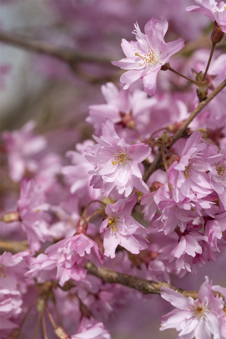 Prunus subhirtella 'Autumnalis', Winterkirsche, zartrosa Bl&uuml;ten, 100&ndash;150 cm 