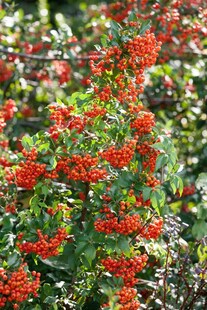 Pyracantha 'Mohave', Feuerdorn, orange-rot, 40–60 cm 