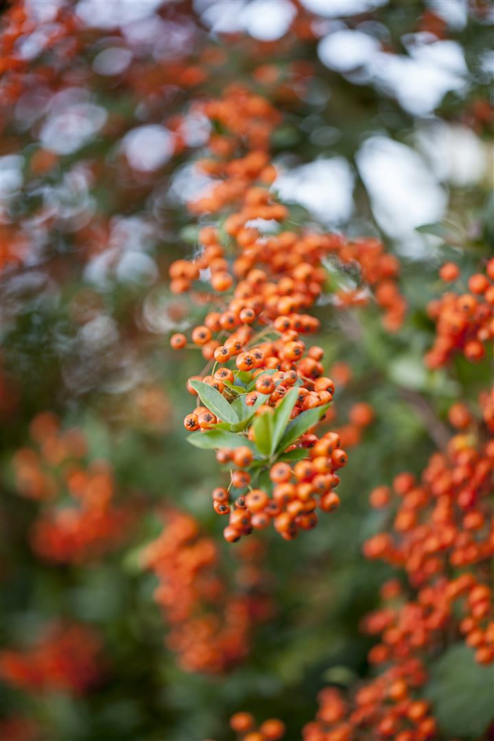 Pyracantha 'Teton', Feuerdorn, orange Beeren, 60&ndash;80 cm 