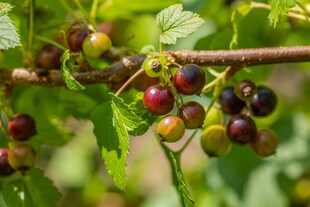 Ribes nigrum 'Ben Sarek', Schwarze Johannisbeere, 30–40 cm 