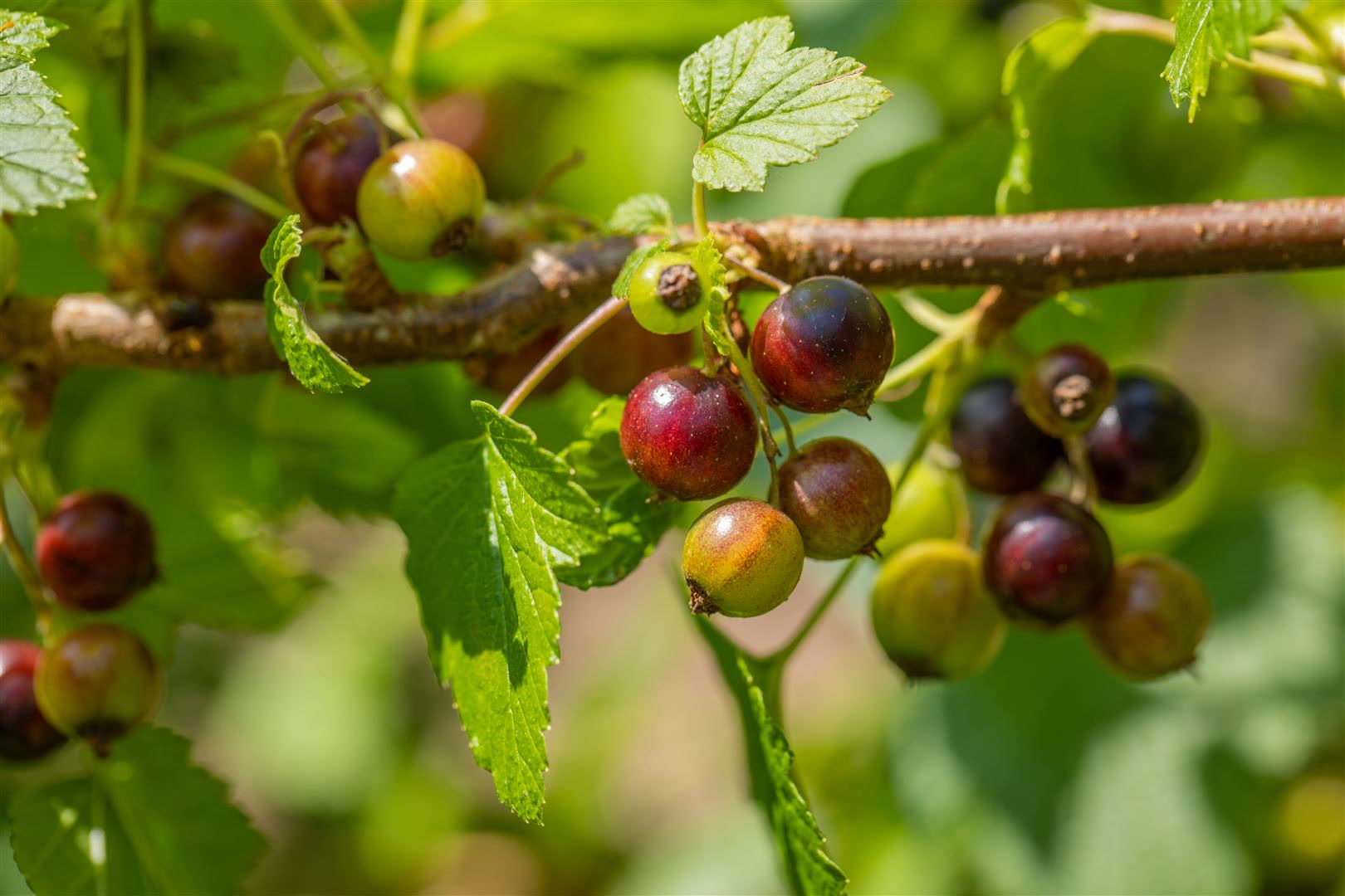 Ribes nigrum 'Ben Sarek', Schwarze Johannisbeere, 40&ndash;60 cm 