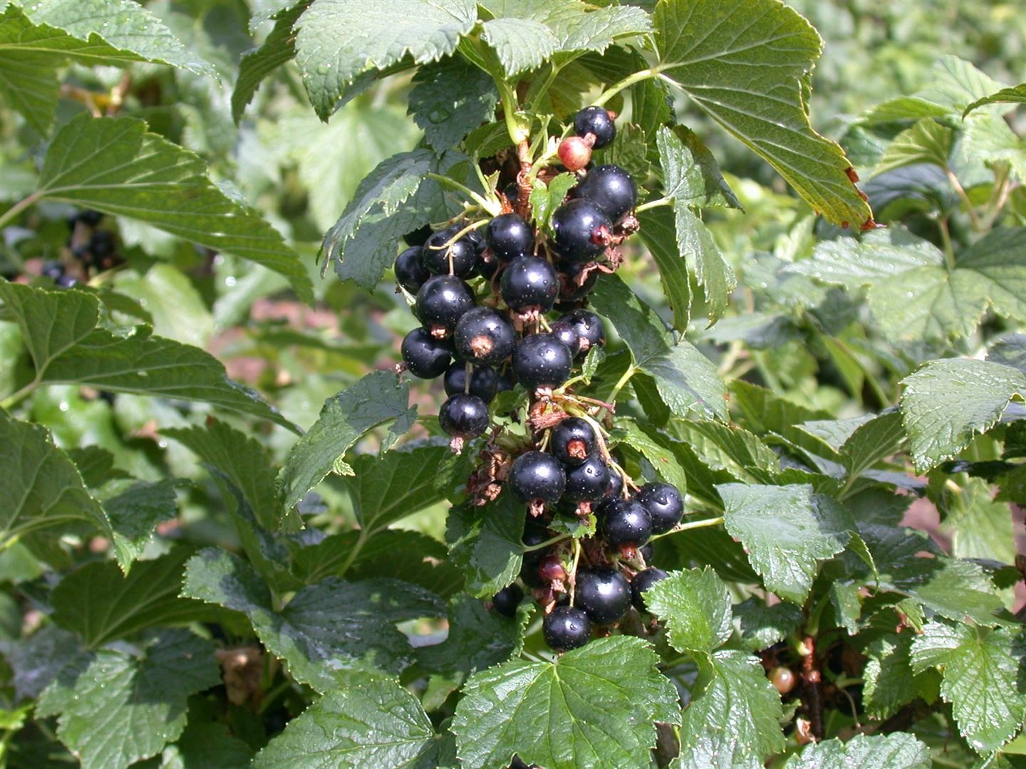 Ribes nigrum 'Silvergieters', Schwarze Johannisbeere, 40&ndash;60 cm 