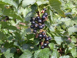 Ribes nigrum 'Silvergieters', Schwarze Johannisbeere, 40–60 cm 