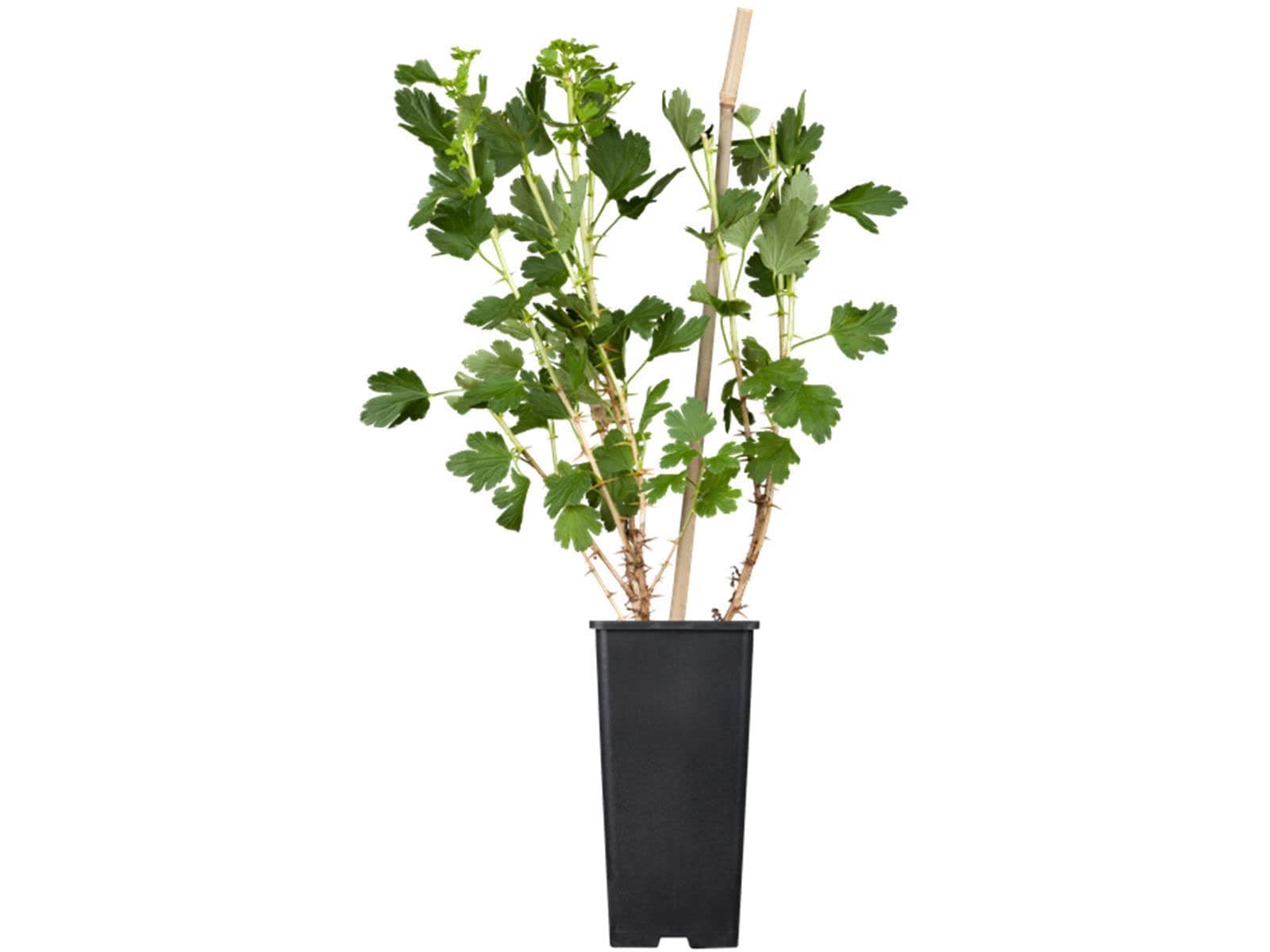 Ribes uva-crispa 'Hinnonm&auml;ki rot', Stachelbeere, rot, 30&ndash;40 cm 