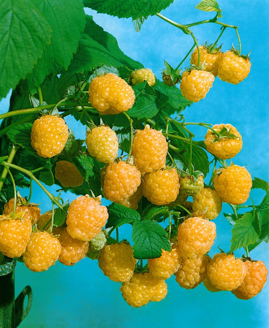 Rubus idaeus 'Golden Everest', Himbeere, gelbfruchtig, 30&ndash;40 cm 